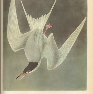 Original Vintage 1941 JohnJames Audubon Birds of America Bookplate Print Bird Print 309 Common Tern 310 Spotted Sandpiper