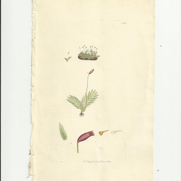 Antique James Sowerby Botanical Print Plate 1797  English Botany 426  Hypnum Taxifolium Yew-leaved Hypnum Cryptogamia Musci