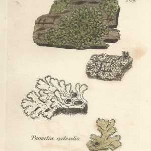 Antique Original 1844 James Sowerby Botanical Print Plate Bookplate English Botany Lichens Parmelia cycloselis 1942 afbeelding 2