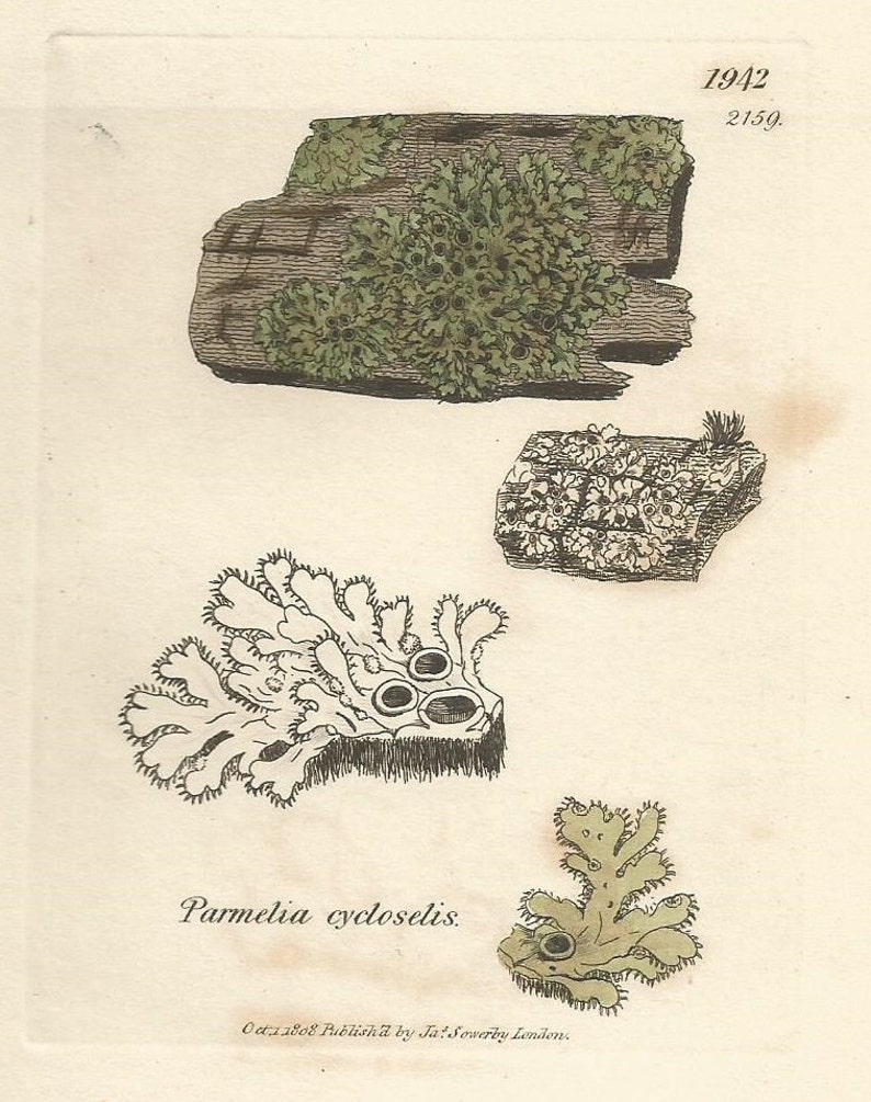 Antique Original 1844 James Sowerby Botanical Print Plate Bookplate English Botany Lichens Parmelia cycloselis 1942 afbeelding 2