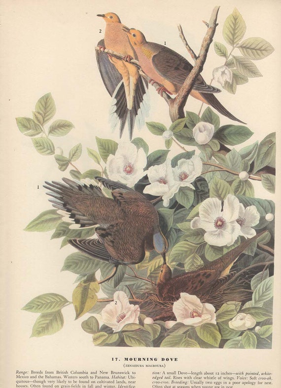 Original Vintage 1937 John James Audubon Birds of America