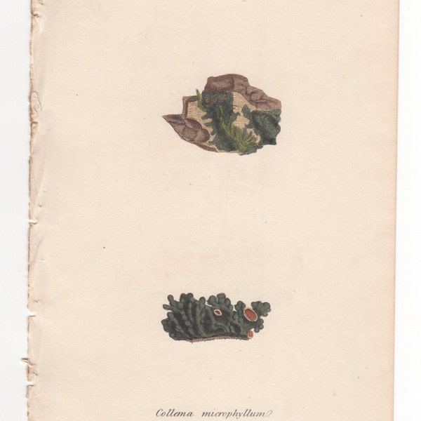 Antique Original 1844 James Sowerby Botanical Print Plate Bookplate English Botany  Cryptogamia Lichens  Collema microphyllum 2721/2182