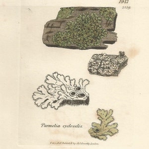 Antique Original 1844 James Sowerby Botanical Print Plate Bookplate English Botany Lichens Parmelia cycloselis 1942 afbeelding 3