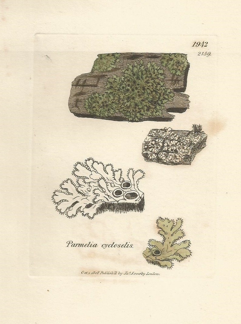 Antique Original 1844 James Sowerby Botanical Print Plate Bookplate English Botany Lichens Parmelia cycloselis 1942 afbeelding 3