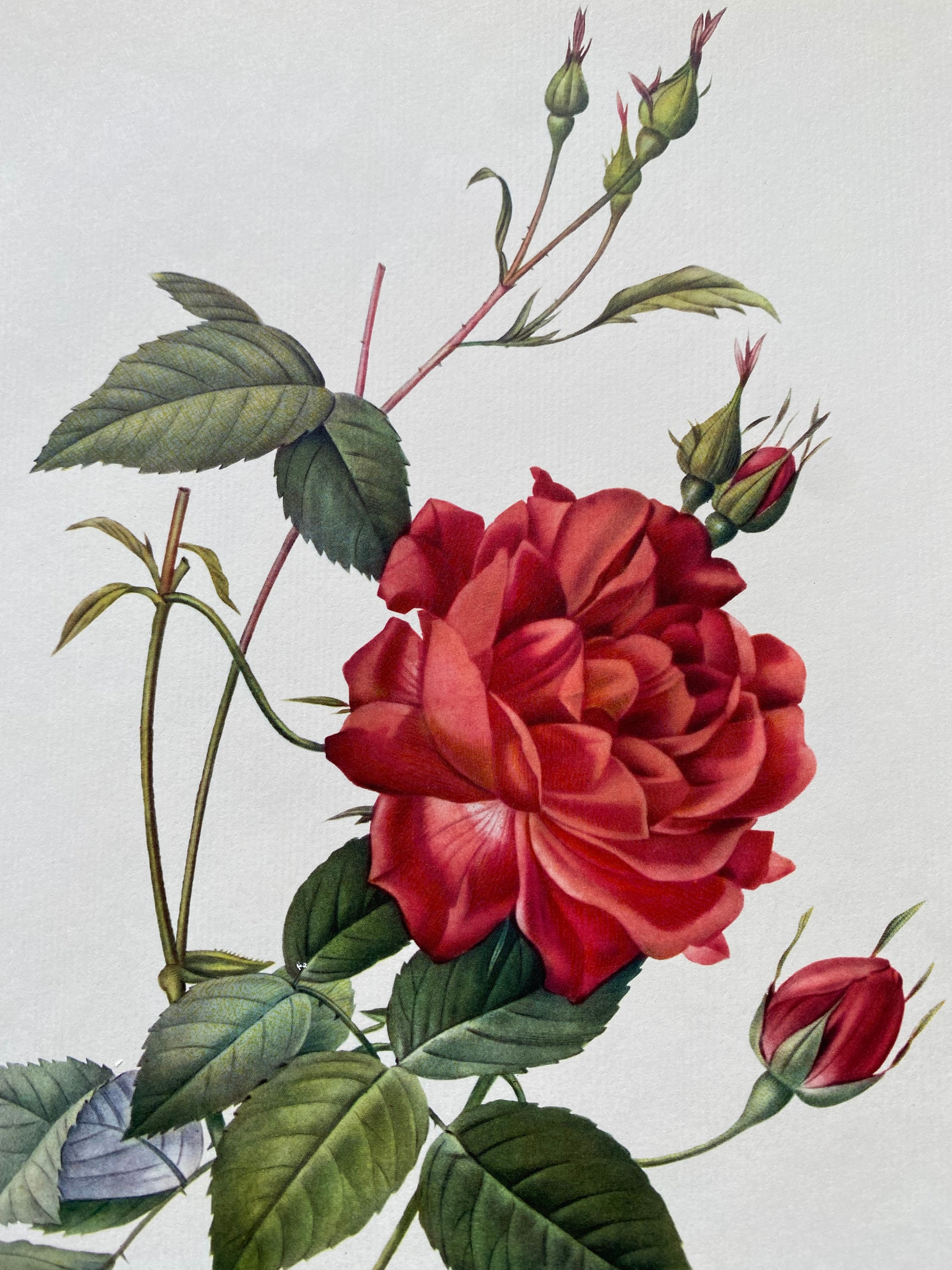 Pierre-Joseph Redout、The Roses68、希少画集画 Pierre-Joseph Redout、The Roses68、希少画集画 Pierre-Joseph