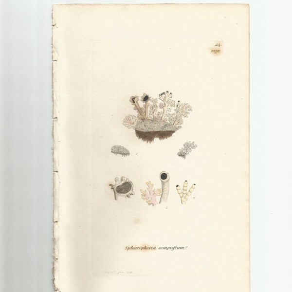 Antique Original 1844 James Sowerby Botanical Print Plate Bookplate English Botany Lichens   Sphaerophoron comprefsum  114/2270