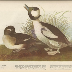 Original Vintage 1941 John James Audubon Birds of America Bookplate Print Bird Print 325 Bufflehead  326 Gannet