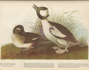 Original Vintage 1941 John James Audubon Birds of America Bookplate Print Bird Print 325 Bufflehead  326 Gannet