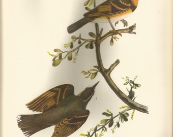 Original Vintage 1937 John James Audubon Birds of America Bookplate Print Bird Print 475 Varied Thrush 476 Black Throated Green Warbler
