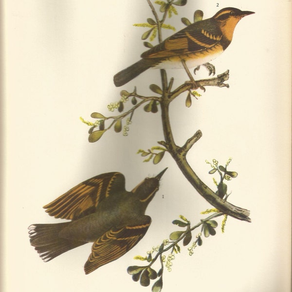 Original Vintage 1937 John James Audubon Birds of America Bookplate Print Bird Print 475 Varied Thrush 476 Black Throated Green Warbler