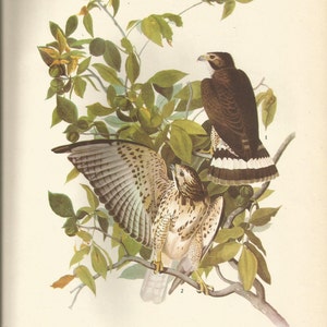 Original Vintage 1937 John James Audubon Birds of America Bookplate Print Bird Print 91 Broad Winged Hawk  92  Pigeon Hawk