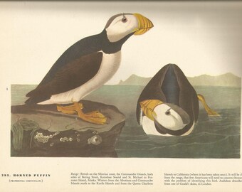 Original Vintage 1941 JohnJames Audubon Birds of America Bookplate Print Bird Print 293 Horned Puffin 294 Pectoral Sandpiper