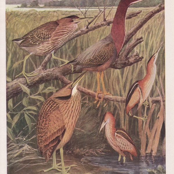 Bittern & Green Heron Plate #23   1936 Fuertes Bird Print Plate Bookplate Vintage Original Print Birds of America by  Louis Agassiz Fuertes