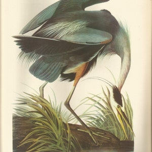 Original Vintage 1941 John James Audubon Birds of America Bookplate Print Bird Print 211 Great Blue Heron  / 212  Ring Billed Gull