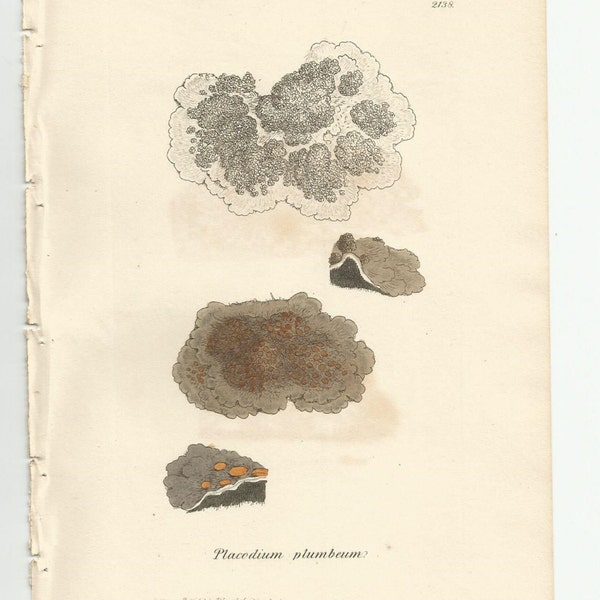 Antique Original 1844 James Sowerby Botanical Print Plate Bookplate English Botany  Cryptogamia Lichens 355  Placodium  plumbeum