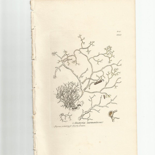 Antique Original 1844 James Sowerby Botanical Print Plate Bookplate English Botany Lichens   Alectoria  surmentosa  2040/2255