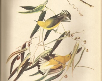 May include: A detailed illustration of a Prothonotary Warbler, a small songbird with bright yellow plumage, perched on a branch of a leafy tree. The bird's head and breast are a vibrant yellow, contrasting with its unbarred bluish wings. The illustration is accompanied by text describing the bird's range, habitat, identification, length, voice, nesting habits, and diet.