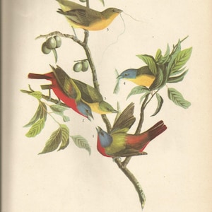 Original Vintage 1937 John James Audubon Birds of America Bookplate Print Bird Print 53 Painted Bunting & 54 Bobolink