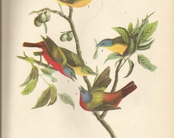 Original Vintage 1937 John James Audubon Birds of America Bookplate Print Bird Print 53 Painted Bunting & 54 Bobolink