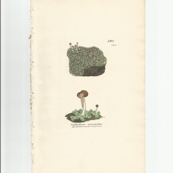 Antique Original 1844 James Sowerby Botanical Print Plate Bookplate English Botany Lichens   Scyphophorus  mictophyllus  1782/2280