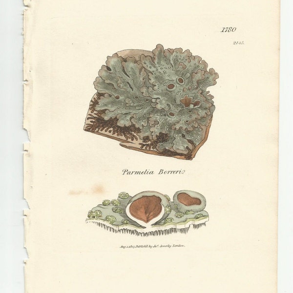 Antique Original 1844 James Sowerby Botanical Print Plate Bookplate English Botany  Cryptogamia Lichens 1780  Parmelia  borreri