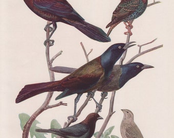 May include: A vintage illustration of five different birds perched on branches. The birds are a purple grackle, a bronzed grackle, a cowbird, a starling, and a female cowbird. The illustration is from a book titled "Courtesy of the New York State Museum" and is labelled "Plate 74".