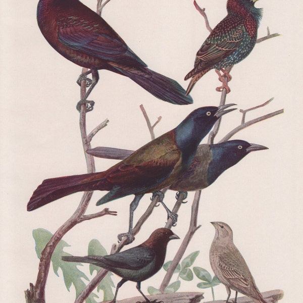 Grackles Starling Cowbird #74 1936 Fuertes Bird Print Plate Bookplate Vintage Original Print Birds of America by  Louis Agassiz Fuertes