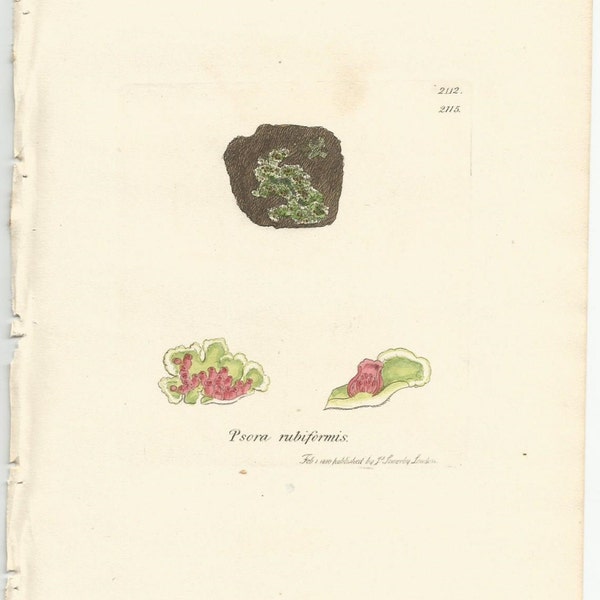 Antique Original 1844 James Sowerby Botanical Print Plate Bookplate English Botany  Cryptogamia Lichens 2112  Psora  rubiformis