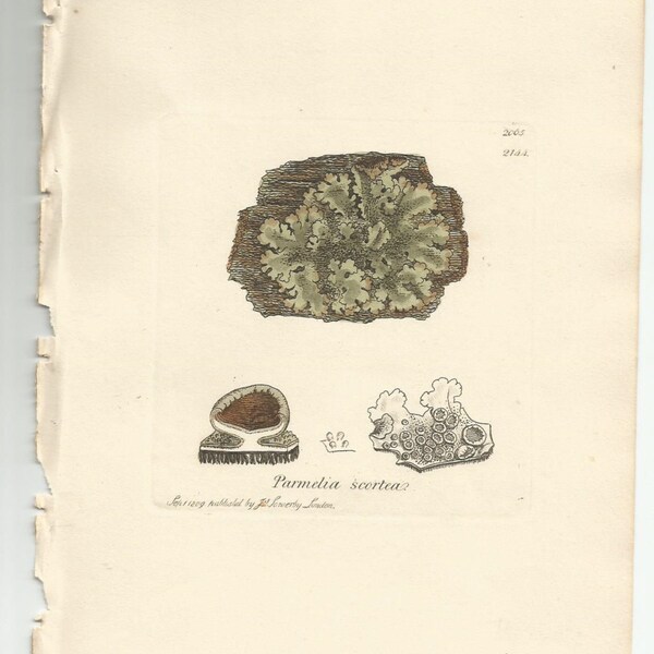 Antique Original 1844 James Sowerby Botanical Print Plate Bookplate English Botany  Cryptogamia Lichens 2065  Parmelia  scortea