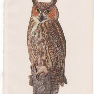 Great Horned Owl  #57 1936 Fuertes Bird Print Plate Bookplate Vintage Original Print Birds of America by  Louis Agassiz Fuertes