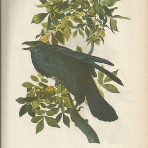 Original Vintage 1937 John James Audubon Birds of America Bookplate Print Bird Print  101 Raven and 102 Blue Jay