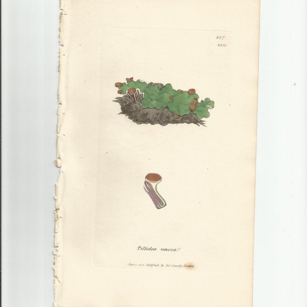 Antique Original 1844 James Sowerby Botanical Print Plate Bookplate English Botany Lichens Peltidea venosa   887/2210