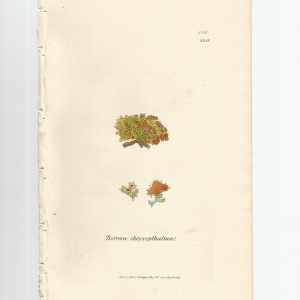 Antique Original 1844 James Sowerby Botanical Print Plate Bookplate English Botany Lichens   Borrera  chrysopthalma  1088/2241