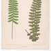 Antique Original Fern Print Plate Bookplate Botanical - Etsy