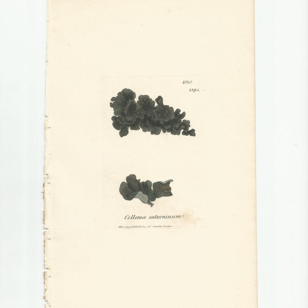 Antique Original 1844 James Sowerby Botanical Print Plate Bookplate English Botany Lichens   Collema saturninum  1980/2194