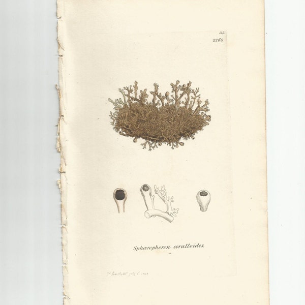 Antique Original 1844 James Sowerby Botanical Print Plate Bookplate English Botany Lichens   Sphaerophoron coralloides  115/2268