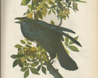 May include: A black raven perched on a branch of a tree with green leaves and yellow fruit. The raven has a long, black beak and a dark, glossy plumage. The text "101. RAVEN (CORVUS CORAX)" is printed below the image.