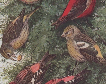Vintage Arthur Singer Woodland Birds of the World Porcelain Plate