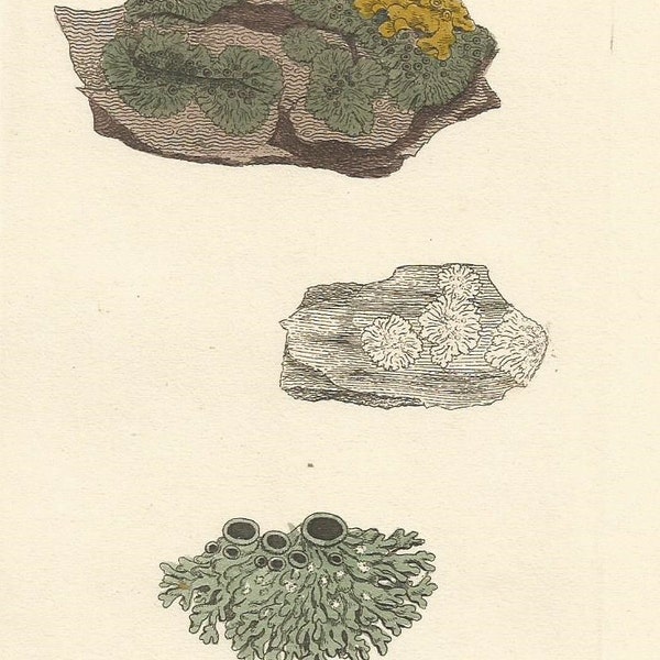 Antique Original 1844 James Sowerby Botanical Print Plate Bookplate English Botany  Cryptogamia Lichens 2158 Squamaria elaeina