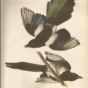 Original Vintage 1941 John James Audubon Birds of America Bookplate Print Bird Print 357 American Magpie and 358 Pine Grosbeak