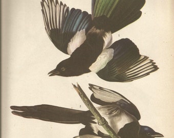 Original Vintage 1937 John James Audubon Birds of America Bookplate Print Bird Print 357 American Magpie and 358 Pine Grosbeak
