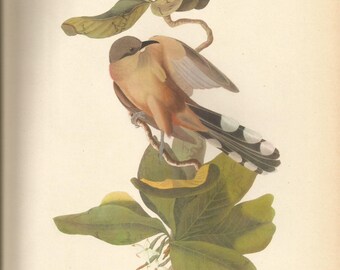 Original Vintage 1941 John James Audubon Birds of America Bookplate Print Bird Print 169 Maynard's Cuckoo