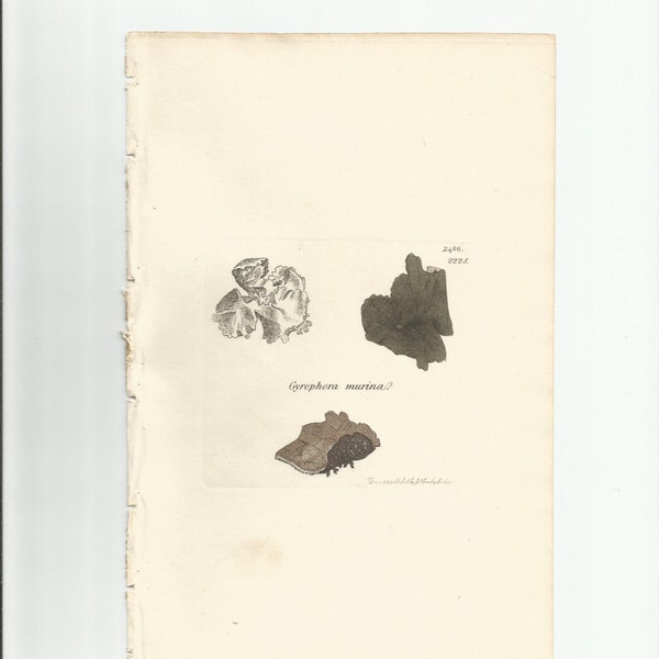 Antique Original 1844 James Sowerby Botanical Print Plate Bookplate English Botany Lichens Gyrophora murina   2486/2225