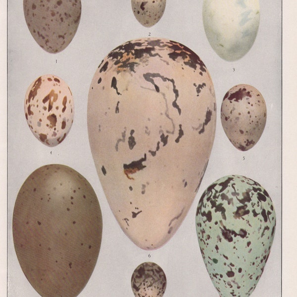 Bird Eggs 1936 Fuertes Bird Print Plate Bookplate  Vintage Original Print from Birds of America by  Louis Agassiz Fuertes  9 Bird Eggs