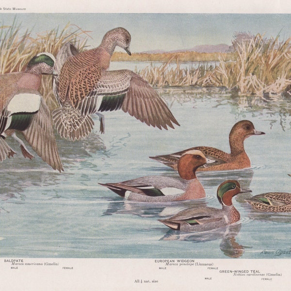 Baldpate Widgeon & Teal   Plate 13 1936 Fuertes Bird Print Plate Bookplate Vintage Original Print Birds of America by  Louis Agassiz Fuertes