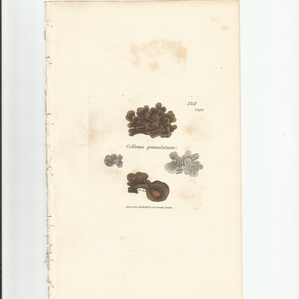 Antique Original 1844 James Sowerby Botanical Print Plate Bookplate English Botany Lichens   Collema granulatum  1757/2198