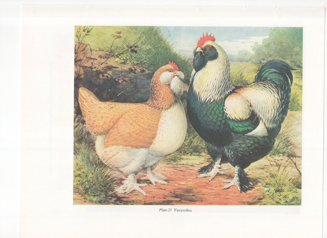 Vintage Poultry Print Chicken Print Bookplate by Ludlow Faverolles
