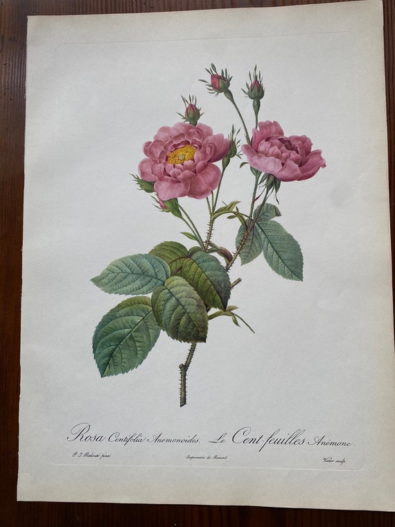 絵画 The Best of Redoute 's ROSES 1960 The Best of Redoute