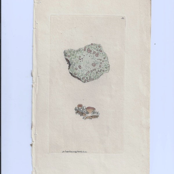 Antique James Sowerby Botanical Print Plate 1797  English Botany 372  Lichen Ericetorum Heath Lichen Cryptogamia  Algae
