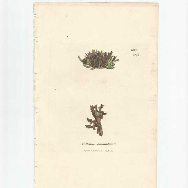 Antique Original 1844 James Sowerby Botanical Print Plate Bookplate English Botany Lichens   Collema palmatum   1635/2193